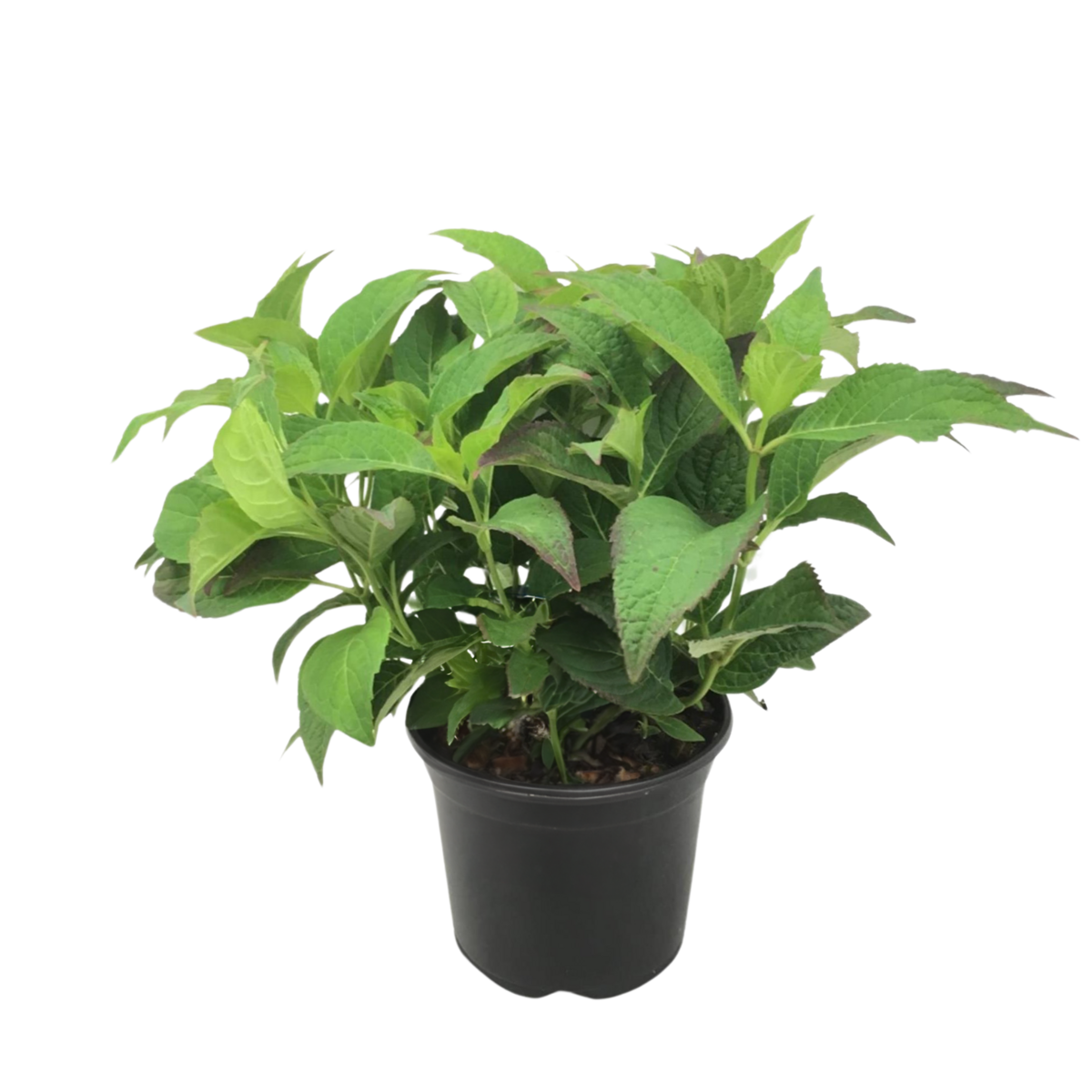 PLANT IN A BOX Hortensia - Hydrangea serrata 'Summerglow' - Hauteur 25-40cm - ⌀19cm