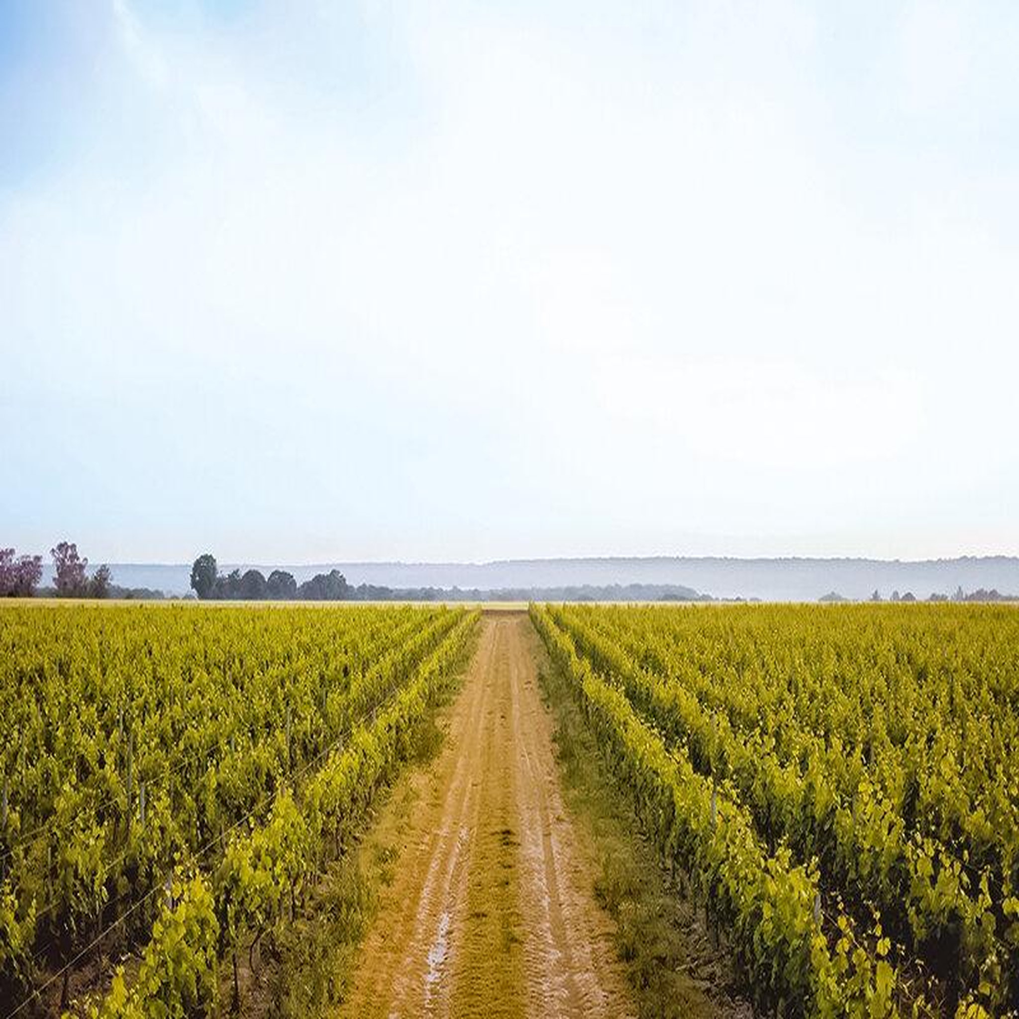 Voir la diapositive 4 : Smartbox Visite de vignoble en famille et dégustation près de Versailles - Coffret Cadeau Gastronomie