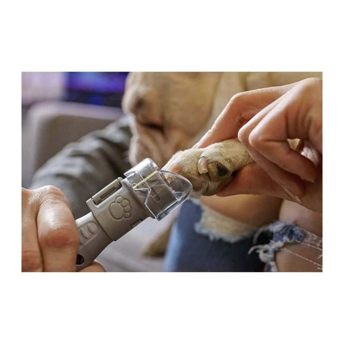 Dremel DREMEL Machine giffres pour chiens sur piles, 4 disques