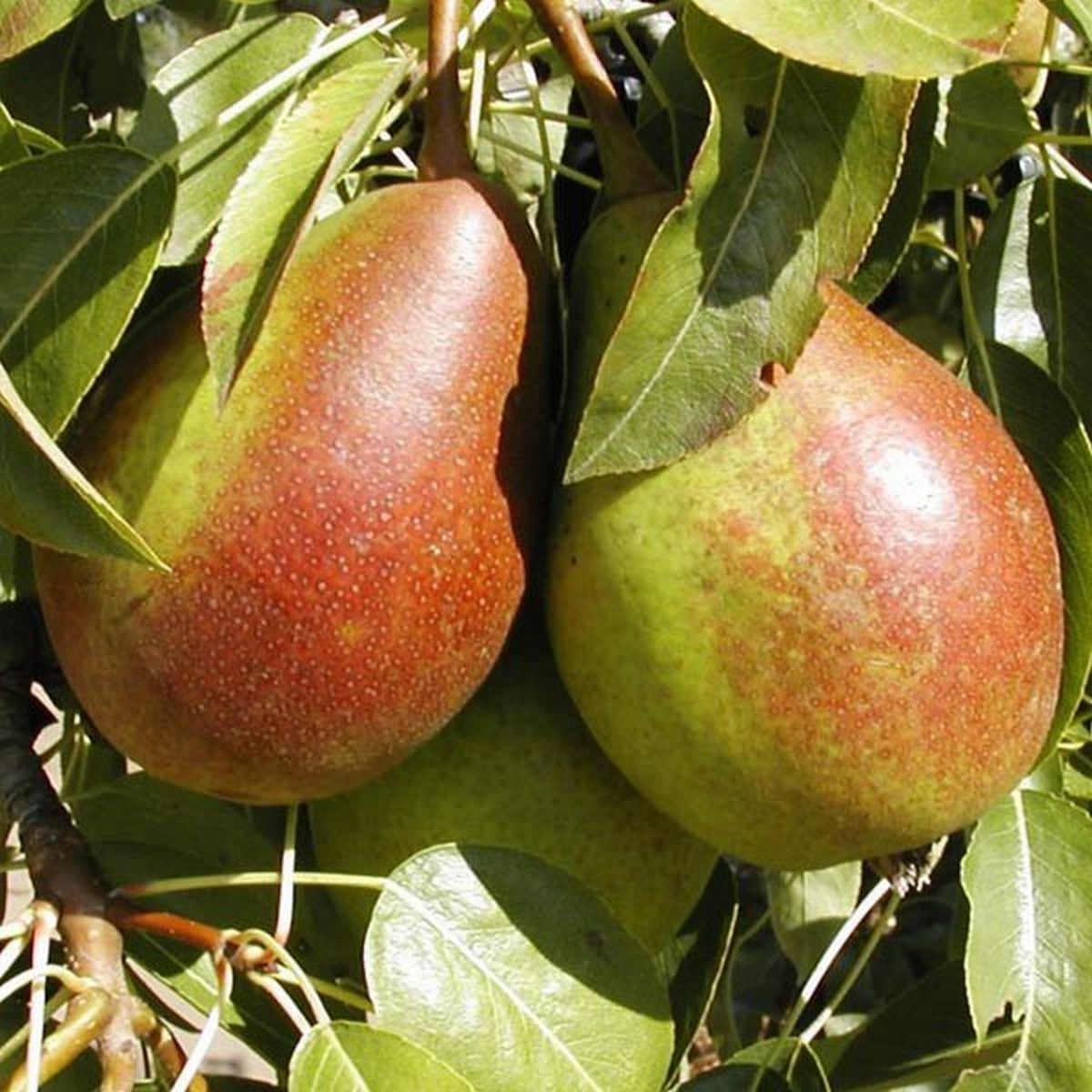 Poirier Louise Bonne d'Avranches