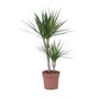 Voir la diapositive 1 : PLANT IN A BOX Dragonnier - Dracaena marginata - Hauteur 70-80cm - ⌀17cm