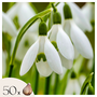 Voir la diapositive 1 : PLANT IN A BOX Perce-neige - Set de 50 - Galanthus elwesii - Bulbes à fleurs - Blanc