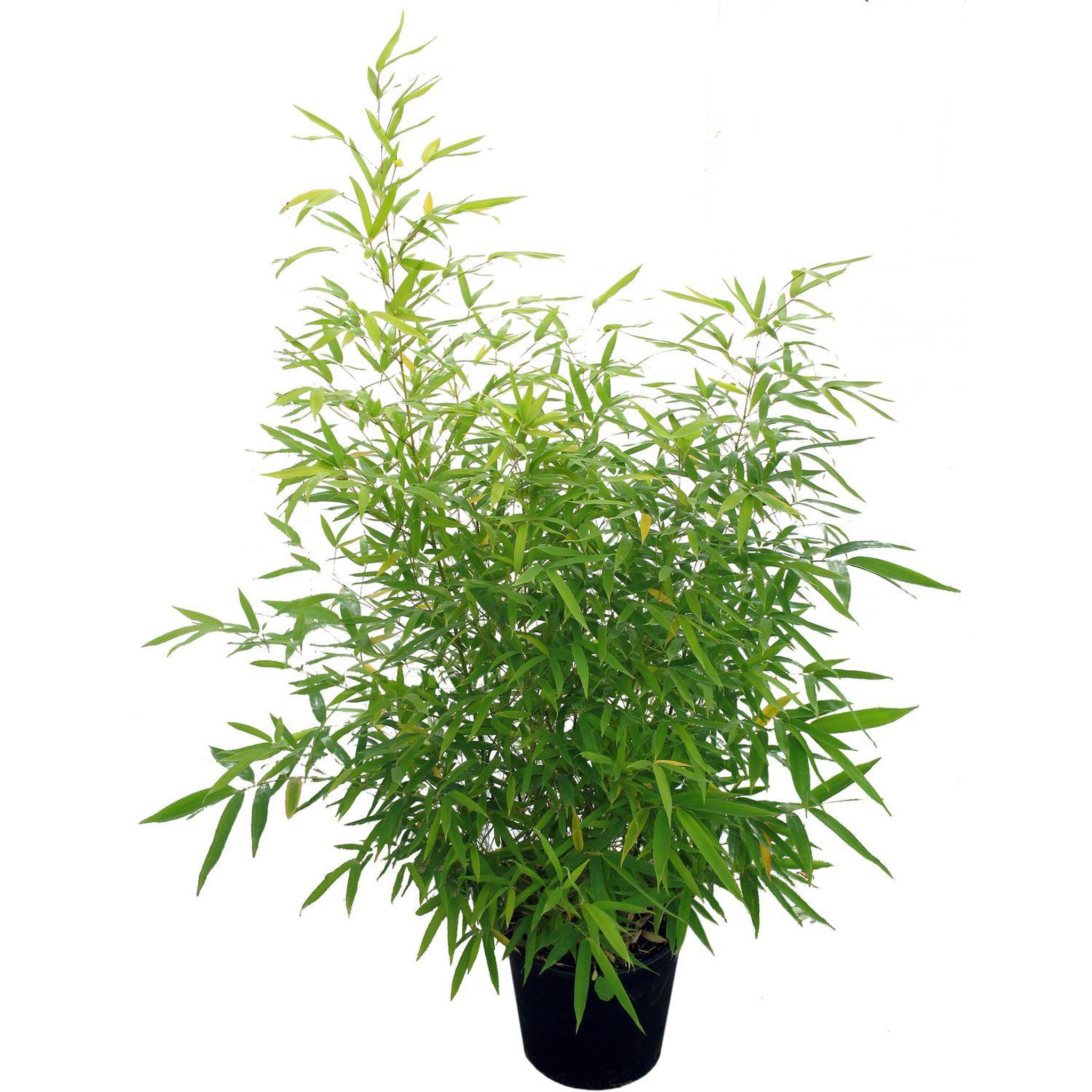 Voir la diapositive 2 : Lot de 3 Phyllostachys Aurea - Bambou doré