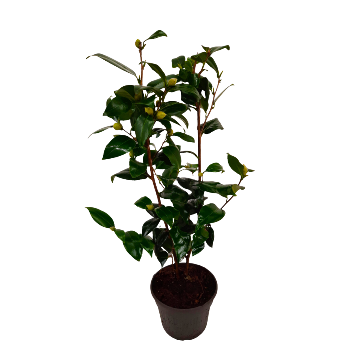 PLANT IN A BOX Camélia - Camellia japonica 'Brush Field' - Hauteur 50-60cm - ⌀15cm