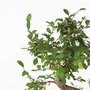 Voir la diapositive 3 : PLANT IN A BOX Bonsaï - Zelkova serrata - Hauteur 20-25cm - ⌀15cm