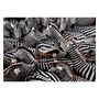 Voir la diapositive 2 : CLEMENTONI Clementoni Jigsaw Puzzle National Geographics - Zebra, 1000 pcs. 39729