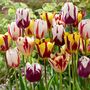 Voir la diapositive 5 : PLANT IN A BOX Tulipe - Set de 30 - Tulipa 'Flaming Beauty Mix' - Bulbes à fleurs
