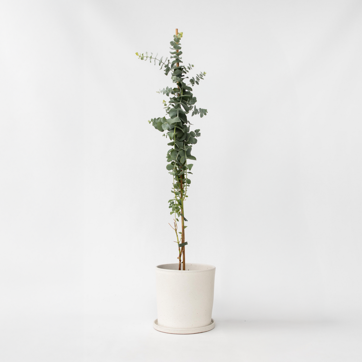 PLANT IN A BOX Gommier - Eucalyptus cinerea 'Silver Dollar' - Hauteur 90-110cm - ⌀19cm