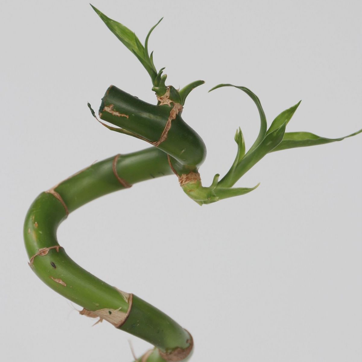 PLANT IN A BOX Lucky Bamboo - Set de 6 - Dracaena sanderiana - Hauteur 40-50cm - ⌀2cm