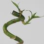 Voir la diapositive 3 : PLANT IN A BOX Lucky Bamboo - Set de 6 - Dracaena sanderiana - Hauteur 40-50cm - ⌀2cm