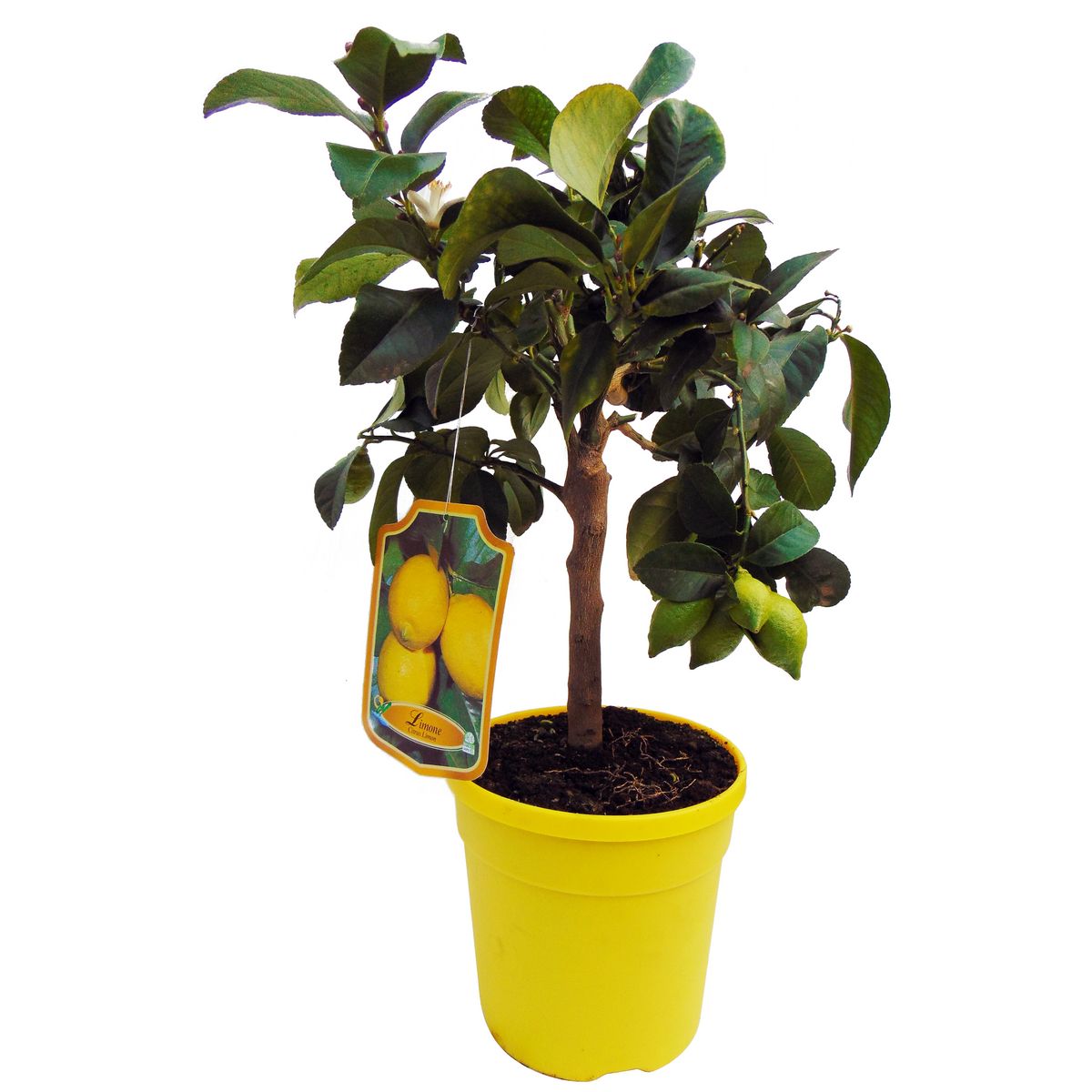 AGRUMES MIX 4L PETITE TIGE POT 18CM 