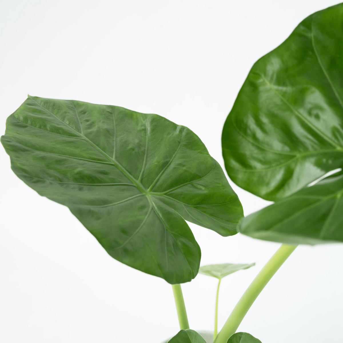 PLANT IN A BOX Plante à grandes feuilles - Alocasia 'Macrorrhizos' - Hauteur 60-70cm - ⌀17cm