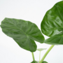 Voir la diapositive 3 : PLANT IN A BOX Plante à grandes feuilles - Alocasia 'Macrorrhizos' - Hauteur 60-70cm - ⌀17cm