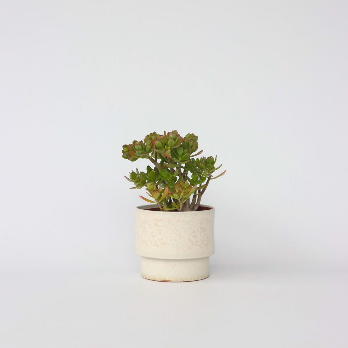 PLANT IN A BOX Arbre de jade - Crassula ovata 'Hobbit' - Hauteur 45-50cm - ⌀23cm