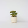 Voir la diapositive 5 : PLANT IN A BOX Arbre de jade - Crassula ovata 'Hobbit' - Hauteur 45-50cm - ⌀23cm