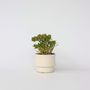 Voir la diapositive 5 : PLANT IN A BOX Arbre de jade - Crassula ovata 'Hobbit' - Hauteur 45-50cm - ⌀23cm