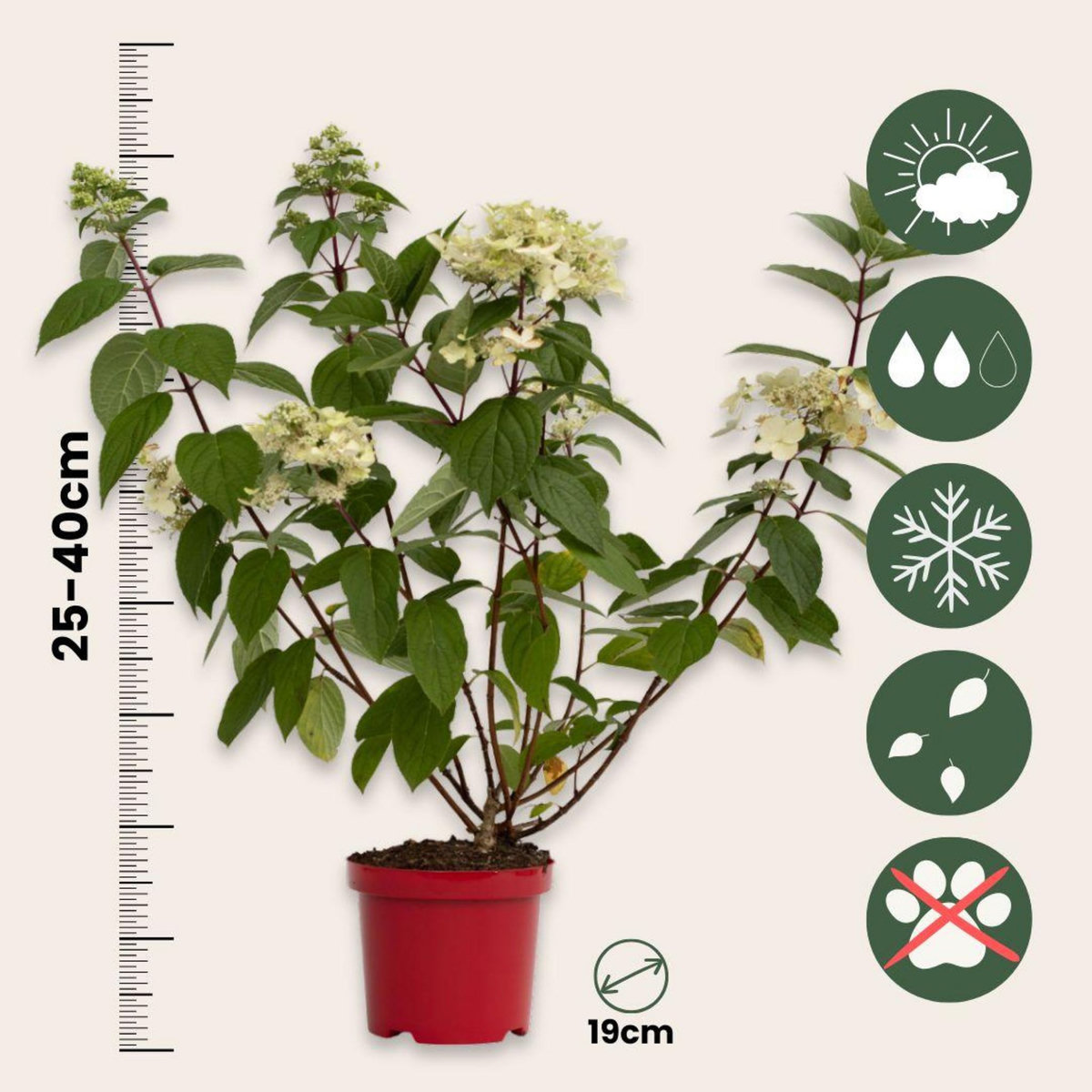 PLANT IN A BOX Hortensia - Hydrangea paniculata 'Wim's Red' - Hauteur 25-40cm - ⌀19cm