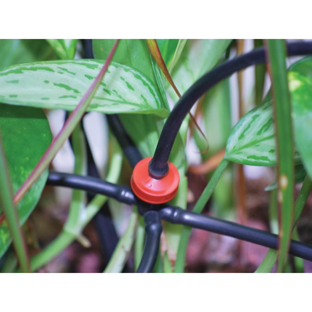 Habitat et Jardin Kit d'irrigation pour serre