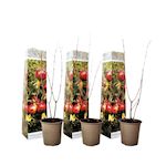 PLANT IN A BOX Grenadier - Set de 3 - Punica granatum - Hauteur 25-40cm - ⌀9cm