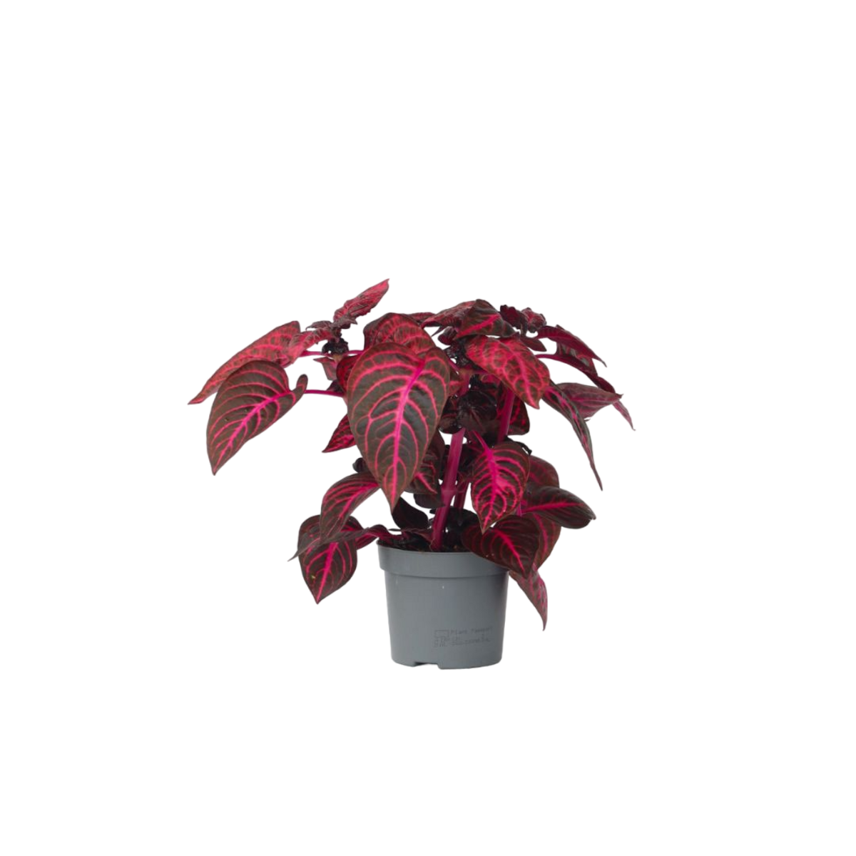 PLANT IN A BOX Feuille de sang - Iresine herbstii - Hauteur 20-30cm - ⌀13cm