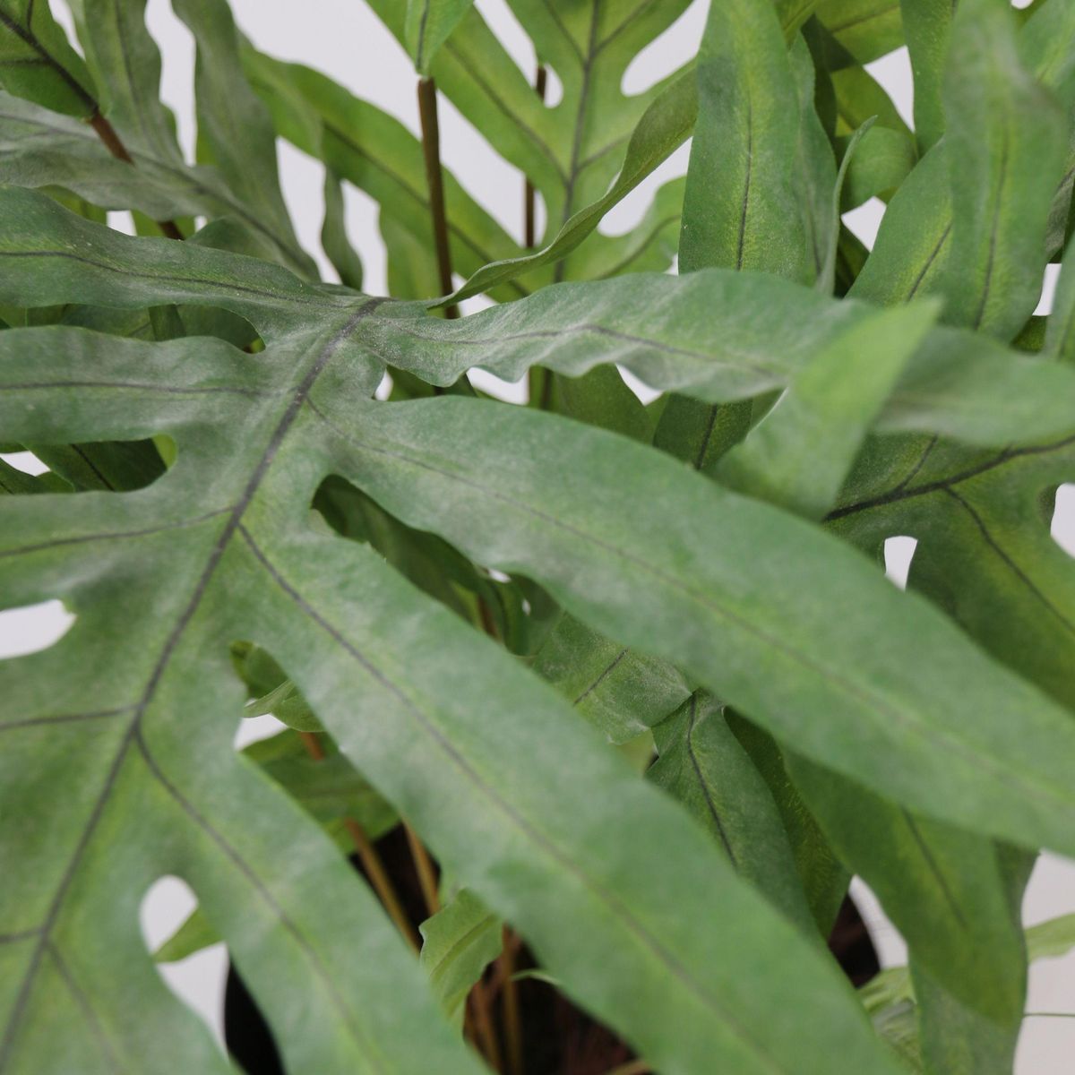 PLANT IN A BOX Phlébodium artificiel - Hauteur 80cm