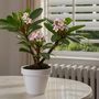Voir la diapositive 4 : PLANT IN A BOX Frangipanier - Set de 2 - Plumeria rubra 'Hawaii' - Hauteur 45-55cm - ⌀17cm