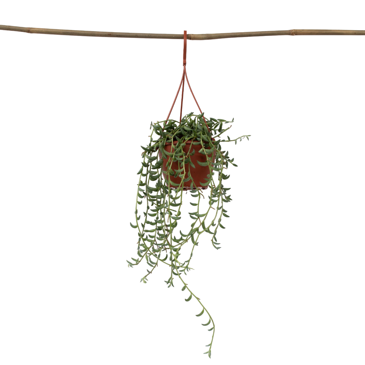 PLANT IN A BOX Collier de perles - Senecio radicans - Hauteur 10-20cm - ⌀12cm