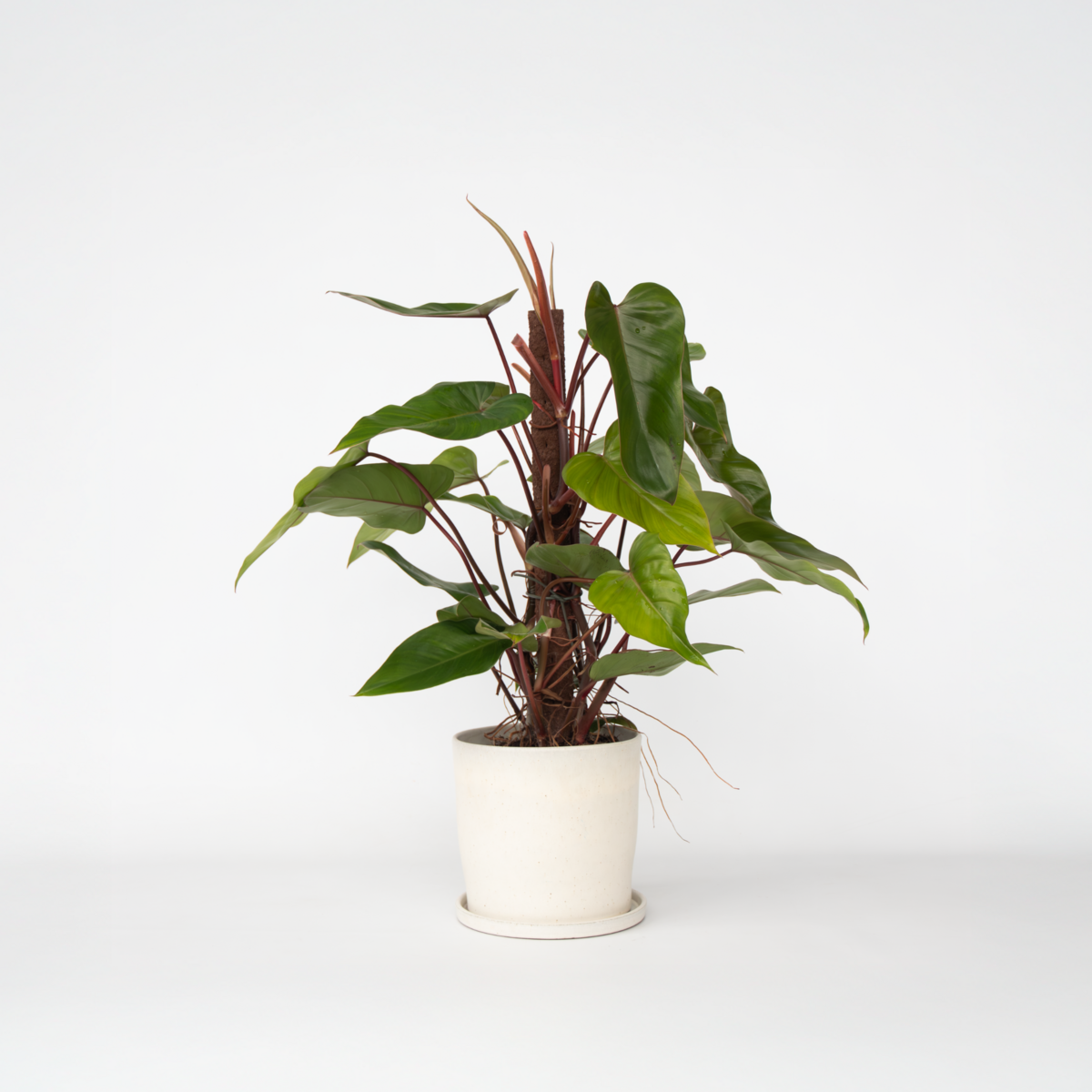 PLANT IN A BOX Plante verte - Philodendron Red Emerald Kratiste - Hauteur 70-80cm - ⌀19cm