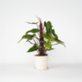 Voir la diapositive 5 : PLANT IN A BOX Plante verte - Philodendron Red Emerald Kratiste - Hauteur 70-80cm - ⌀19cm