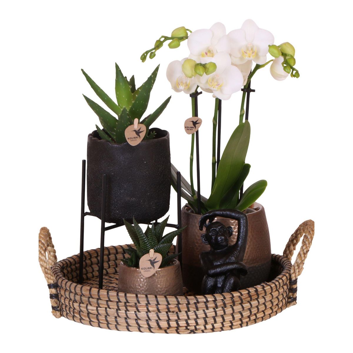 PLANT IN A BOX Coffret cadeau orchidée 'Copper XL' - Phalaenopsis - Hauteur 35cm