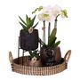 Voir la diapositive 1 : PLANT IN A BOX Coffret cadeau orchidée 'Copper XL' - Phalaenopsis - Hauteur 35cm