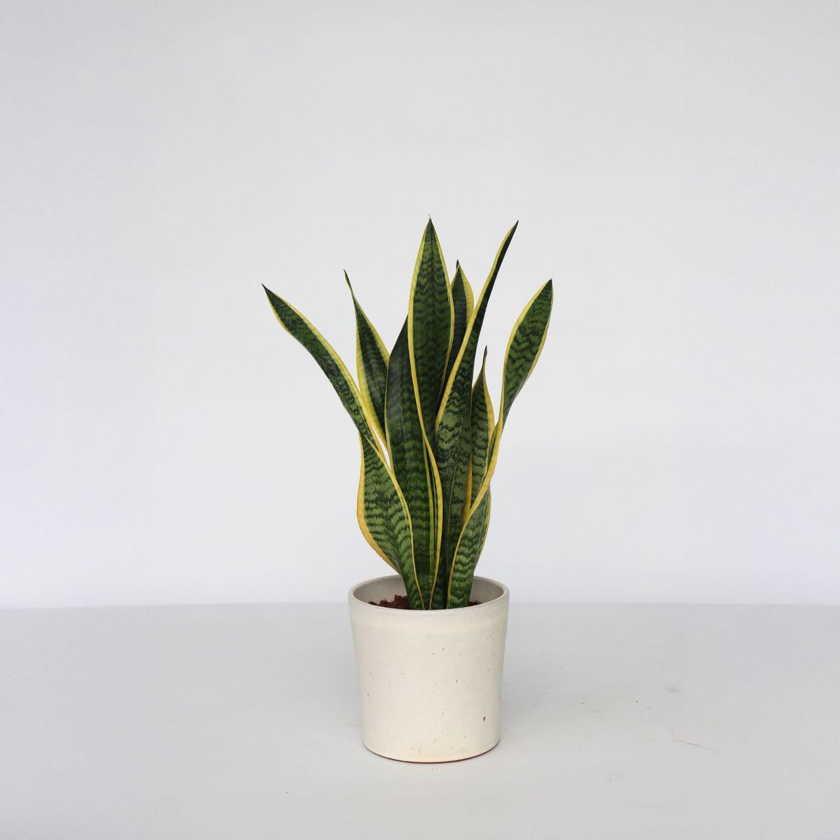 PLANT IN A BOX Langue de belle-mère - Sansevieria trifasciata Laurentii - H60-70cm - ⌀17cm