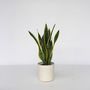Voir la diapositive 6 : PLANT IN A BOX Langue de belle-mère - Sansevieria trifasciata Laurentii - H60-70cm - ⌀17cm
