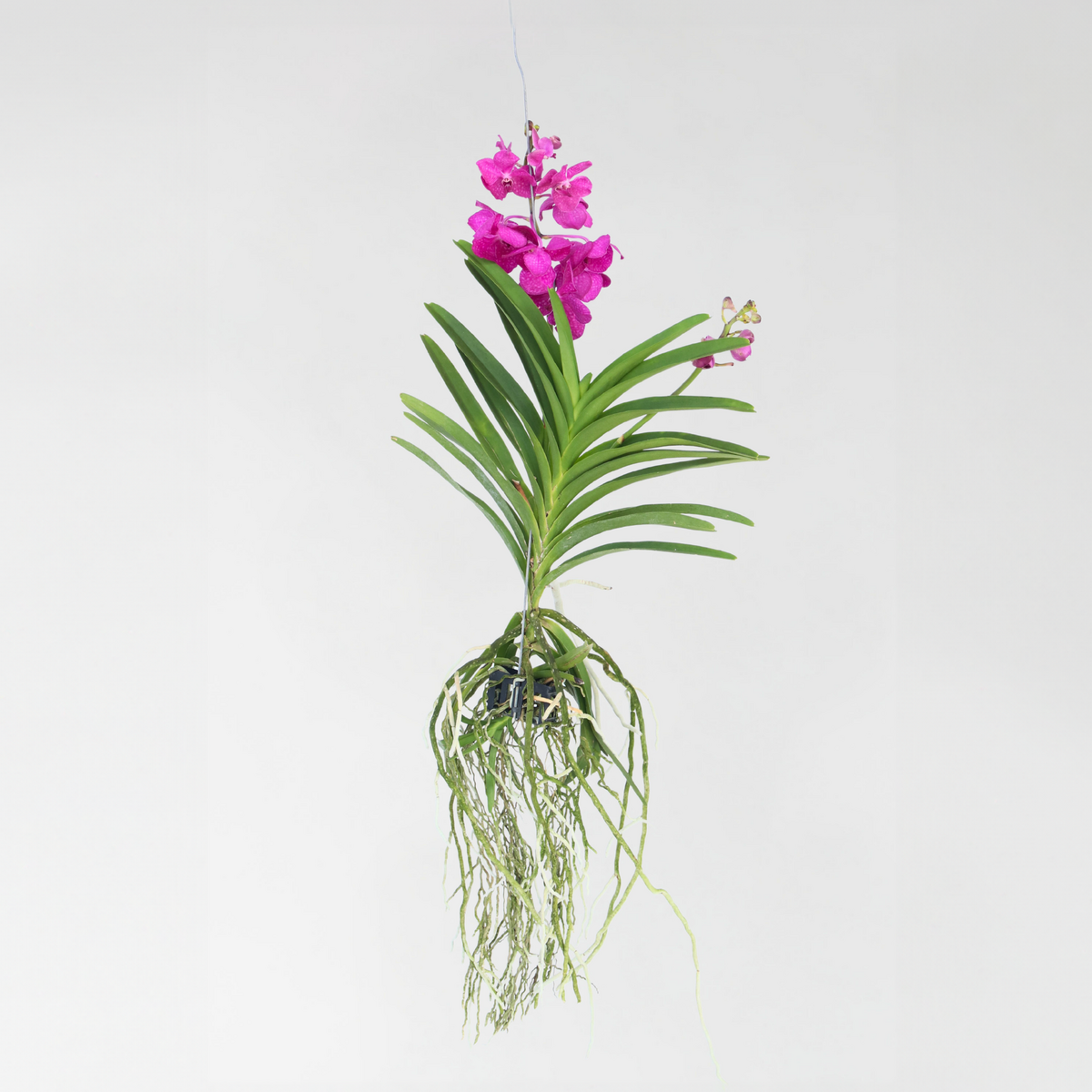 PLANT IN A BOX Orchidée - Vanda 'Tayanee Cerise' - Hauteur 55-65cm