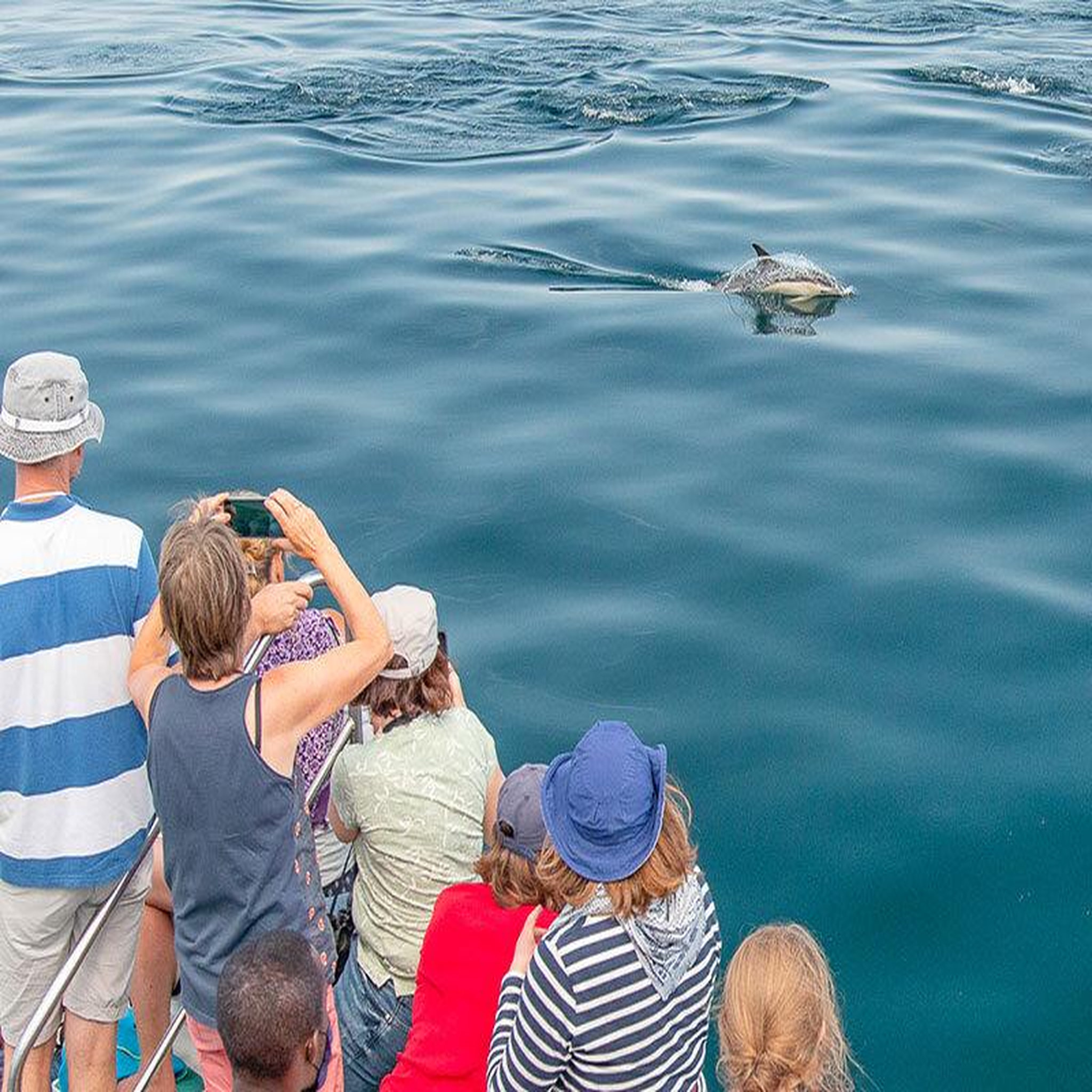 Voir la diapositive 4 : Smartbox Journée de croisière pour 2 près de lorient à la découverte des dauphins et oiseaux marins - coffret cadeau sport & aventure