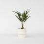 Voir la diapositive 6 : PLANT IN A BOX Palmier de Chine - Set de 4 - Trachycarpus Fortunei - Hauteur 35-45cm - ⌀15cm