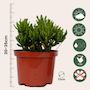 Voir la diapositive 2 : PLANT IN A BOX Mélange de succulentes - Set de 3 - Succulent Mix - H30-35cm - ⌀17cm