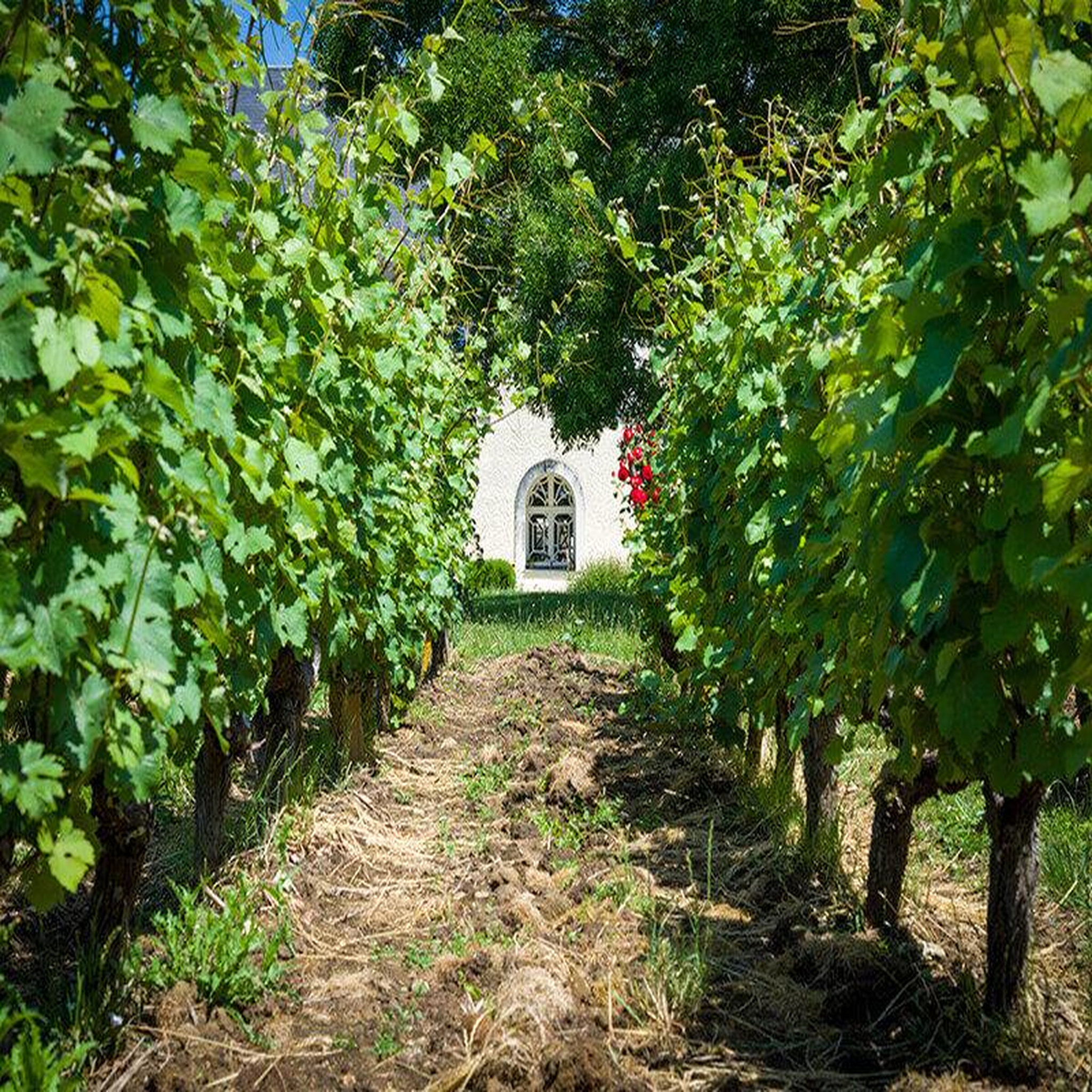 Voir la diapositive 4 : Smartbox À la découverte de nos vignobles - coffret cadeau gastronomie