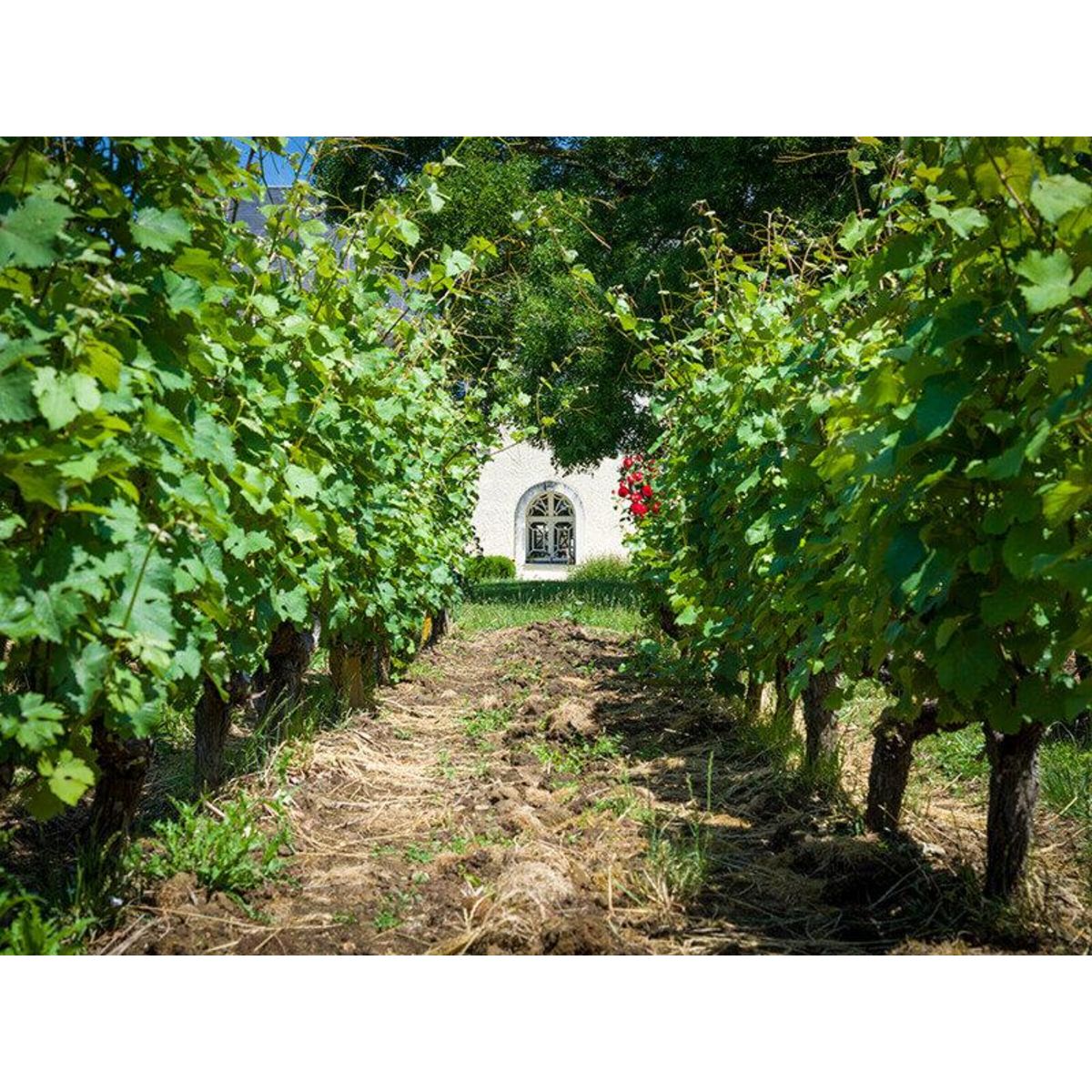 Smartbox À la découverte de nos vignobles - Coffret Cadeau Gastronomie