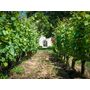 Voir la diapositive 4 : Smartbox À la découverte de nos vignobles - Coffret Cadeau Gastronomie