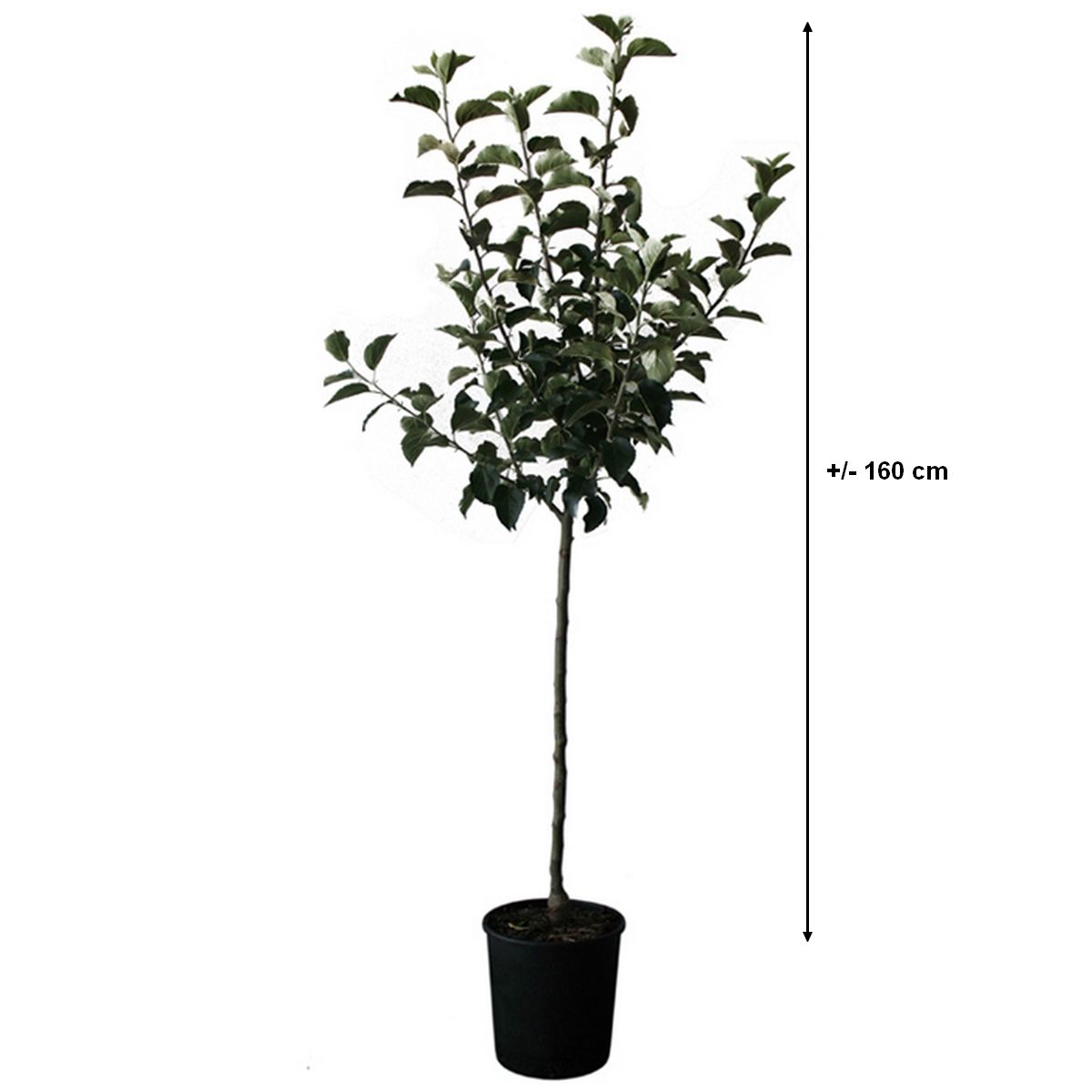 Pommier Winter Banana