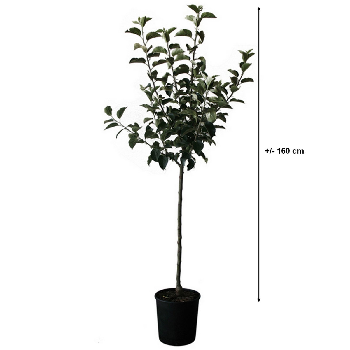 Pommier Winter Banana