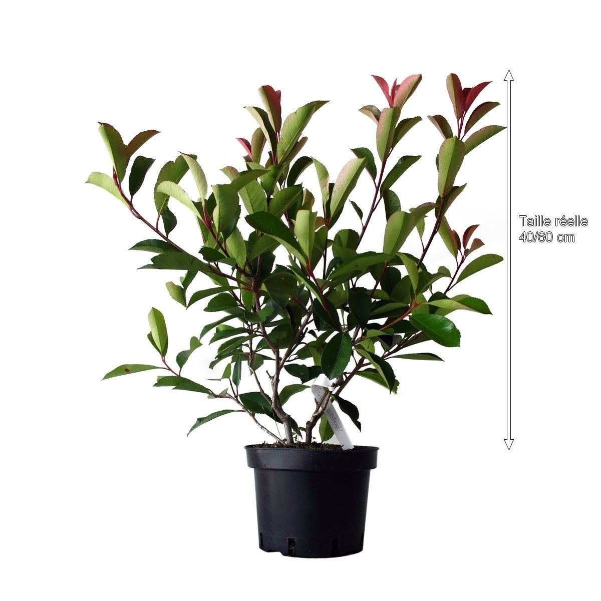 Photinia