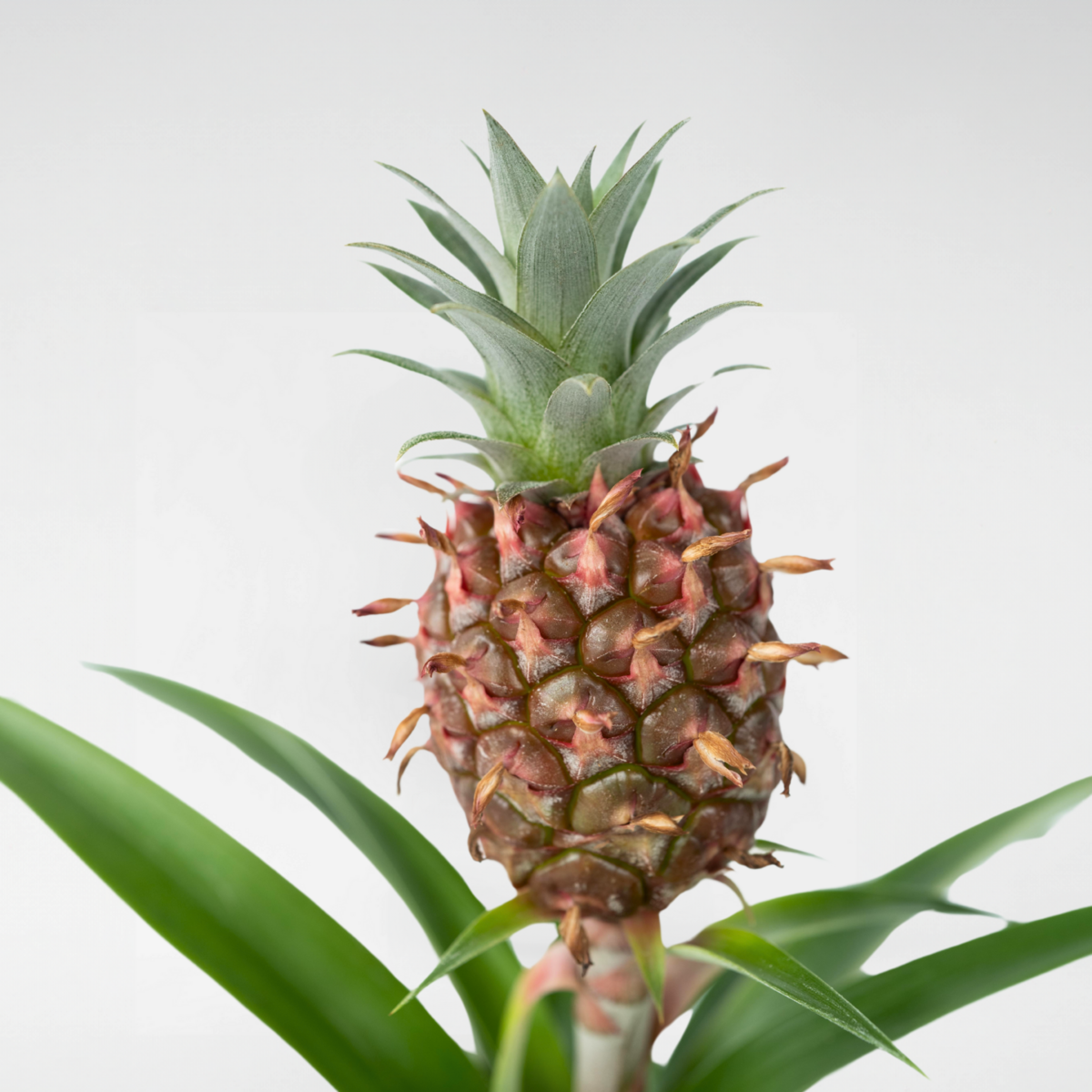 PLANT IN A BOX Ananas d'ornement - Ananas comosus 'Mi Amigo' - Hauteur 35-45cm - ⌀12cm