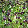 Voir la diapositive 4 : PLANT IN A BOX Fritillaire - Set de 30 - Fritillaria 'meleagris' - Bulbes à fleurs