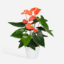 Voir la diapositive 6 : PLANT IN A BOX Langue de feu - Anthurium 'Madural Orange' - Hauteur 40-55cm - ø14cm