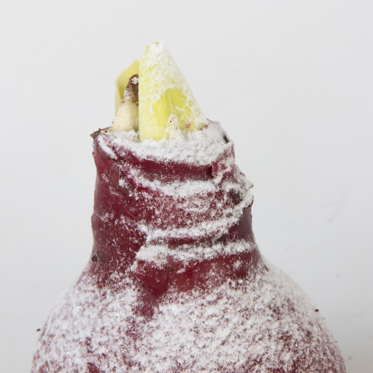 PLANT IN A BOX Amaryllis - Hippeastrum 'Wax Snow Red' - Bulbe de fleur - Rouge