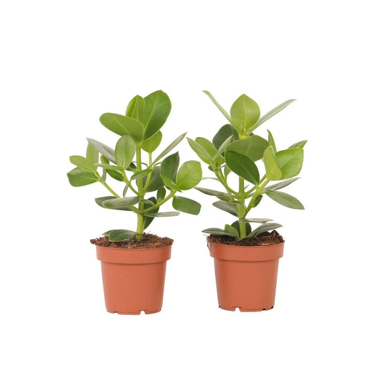 PLANT IN A BOX Pommier baumier - Set de 2 - Clusia rosea 'Princess' - Hauteur 25-35cm - ⌀12cm