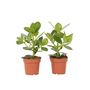 Voir la diapositive 1 : PLANT IN A BOX Pommier baumier - Set de 2 - Clusia rosea 'Princess' - Hauteur 25-35cm - ⌀12cm