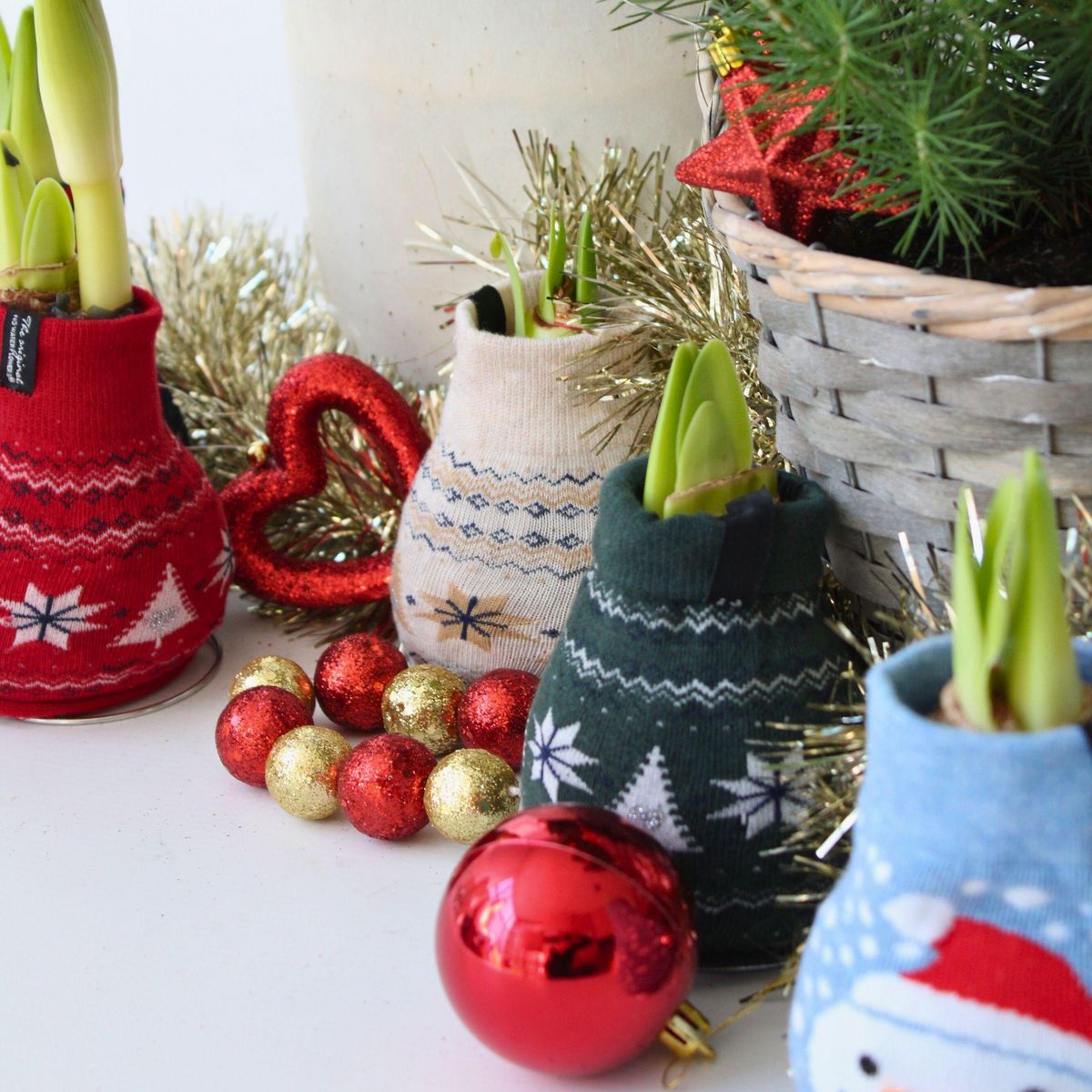 PLANT IN A BOX Amaryllis - Set de 3 - Hippeastrum 'Christmas Sweater' - Bulbe de fleur - Rouge